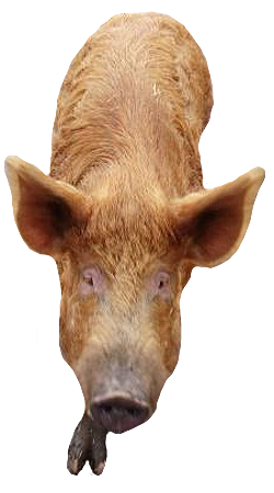 pig